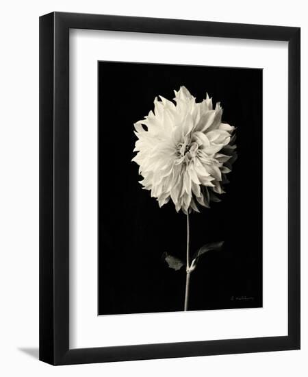 Botanical Elegance Dahlia-Amy Melious-Framed Premium Giclee Print