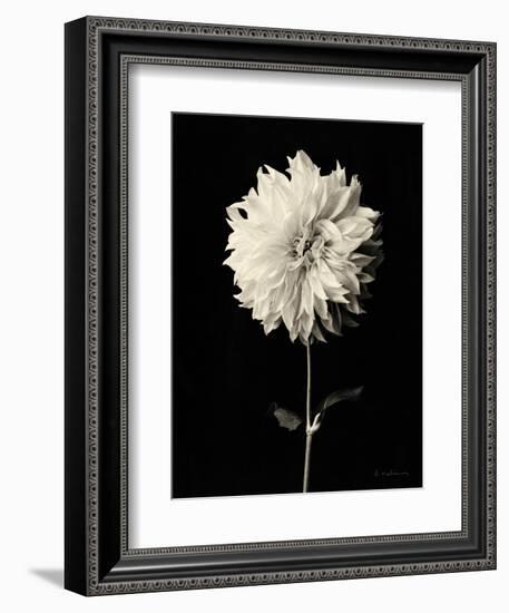 Botanical Elegance Dahlia-Amy Melious-Framed Premium Giclee Print