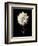 Botanical Elegance Dahlia-Amy Melious-Framed Premium Giclee Print