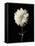 Botanical Elegance Dahlia-Amy Melious-Framed Stretched Canvas
