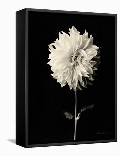 Botanical Elegance Dahlia-Amy Melious-Framed Stretched Canvas