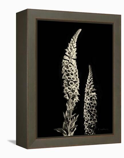 Botanical Elegance Foxglove-Amy Melious-Framed Stretched Canvas