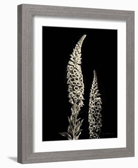 Botanical Elegance Foxglove-Amy Melious-Framed Art Print