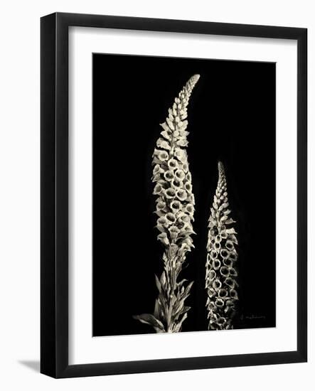 Botanical Elegance Foxglove-Amy Melious-Framed Art Print