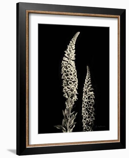 Botanical Elegance Foxglove-Amy Melious-Framed Art Print