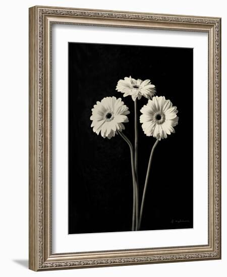 Botanical Elegance Gerbera-Amy Melious-Framed Art Print