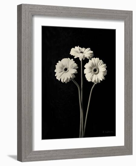 Botanical Elegance Gerbera-Amy Melious-Framed Art Print