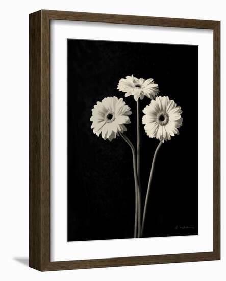 Botanical Elegance Gerbera-Amy Melious-Framed Art Print