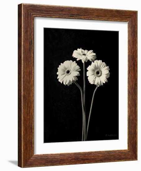 Botanical Elegance Gerbera-Amy Melious-Framed Art Print