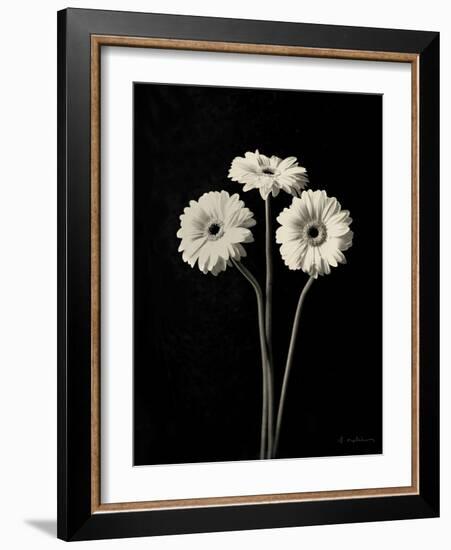 Botanical Elegance Gerbera-Amy Melious-Framed Art Print