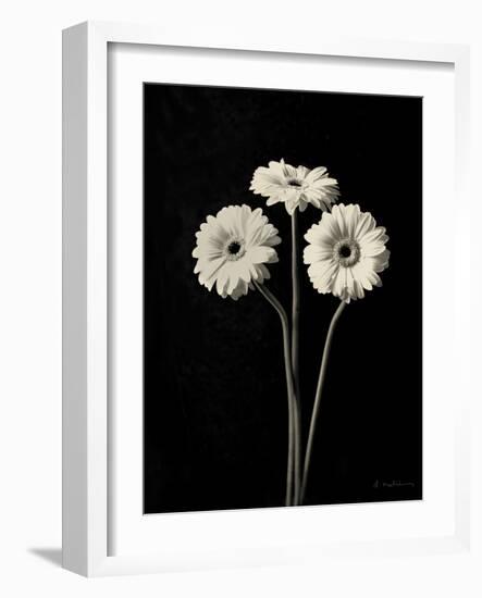 Botanical Elegance Gerbera-Amy Melious-Framed Art Print