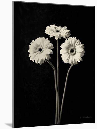 Botanical Elegance Gerbera-Amy Melious-Mounted Art Print