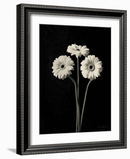 Botanical Elegance Gerbera-Amy Melious-Framed Art Print