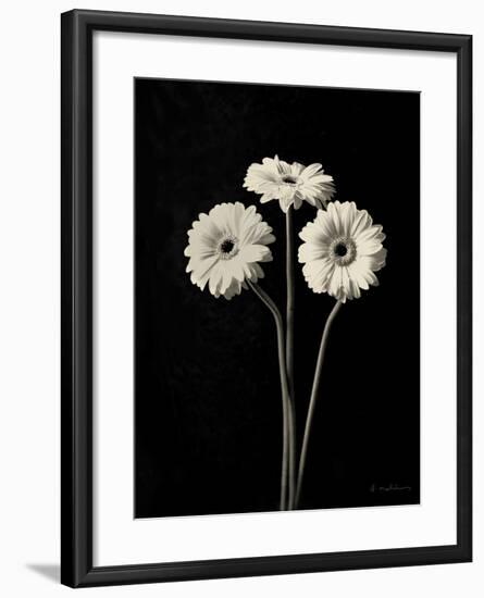 Botanical Elegance Gerbera-Amy Melious-Framed Art Print