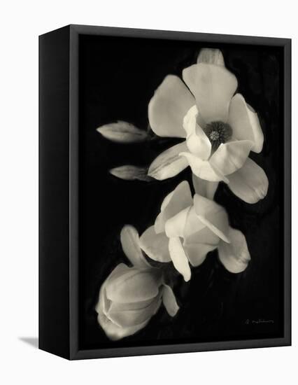 Botanical Elegance Magnolia-Amy Melious-Framed Stretched Canvas