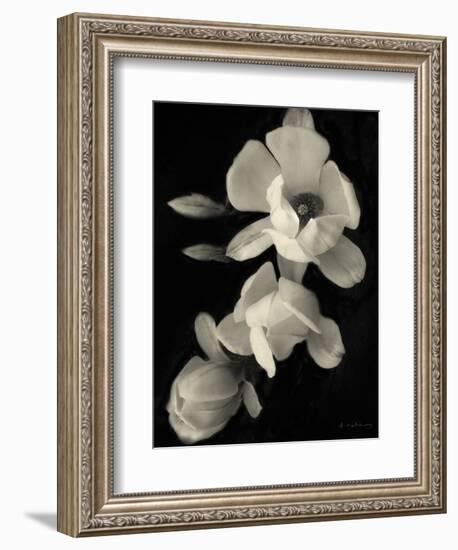 Botanical Elegance Magnolia-Amy Melious-Framed Art Print