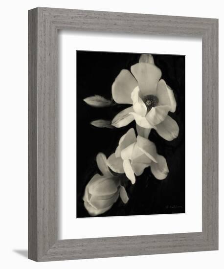 Botanical Elegance Magnolia-Amy Melious-Framed Art Print