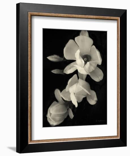 Botanical Elegance Magnolia-Amy Melious-Framed Art Print