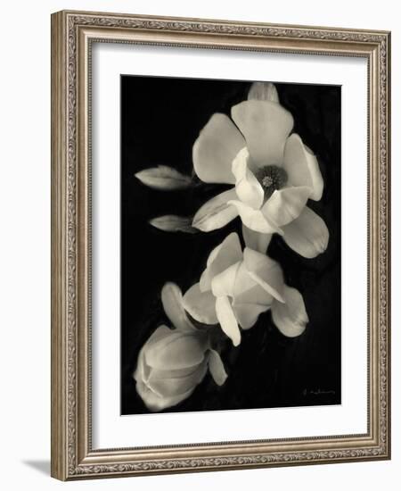 Botanical Elegance Magnolia-Amy Melious-Framed Art Print