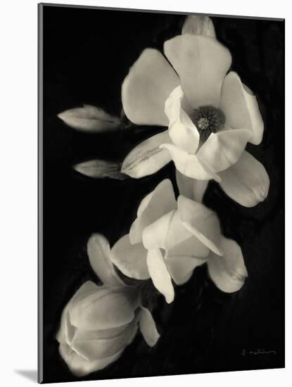 Botanical Elegance Magnolia-Amy Melious-Mounted Art Print