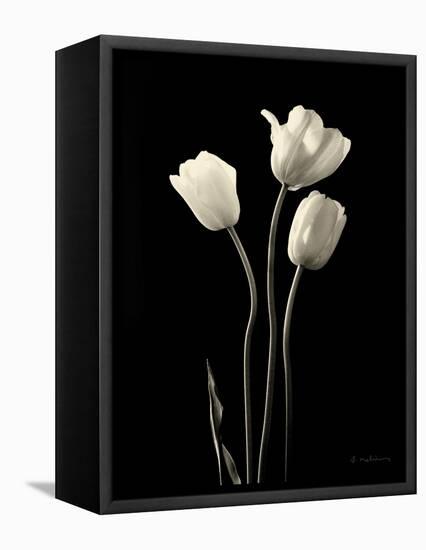 Botanical Elegance Tulips-Amy Melious-Framed Stretched Canvas