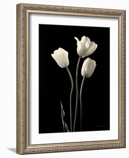 Botanical Elegance Tulips-Amy Melious-Framed Art Print