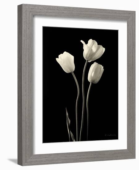 Botanical Elegance Tulips-Amy Melious-Framed Art Print