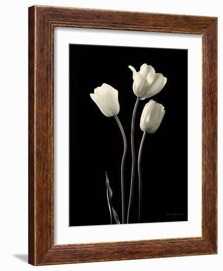 Botanical Elegance Tulips-Amy Melious-Framed Art Print