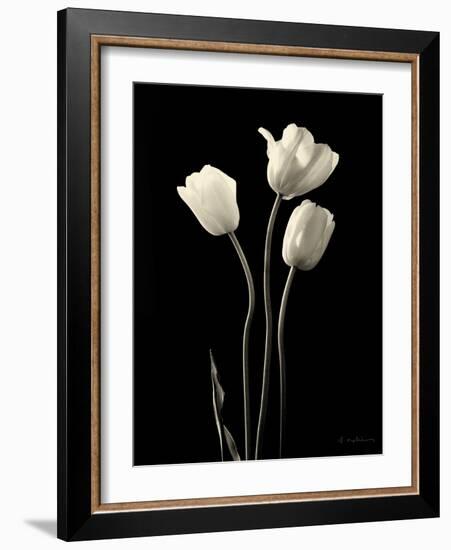 Botanical Elegance Tulips-Amy Melious-Framed Art Print