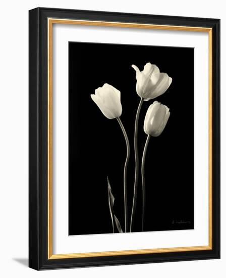 Botanical Elegance Tulips-Amy Melious-Framed Art Print