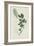 Botanical Engraving-Sydenham Teast Edwards-Framed Giclee Print