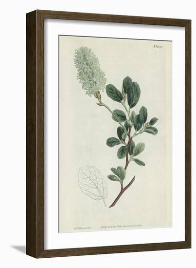 Botanical Engraving-Sydenham Teast Edwards-Framed Giclee Print