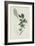 Botanical Engraving-Sydenham Teast Edwards-Framed Giclee Print