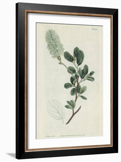 Botanical Engraving-Sydenham Teast Edwards-Framed Giclee Print