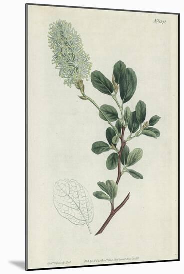 Botanical Engraving-Sydenham Teast Edwards-Mounted Giclee Print