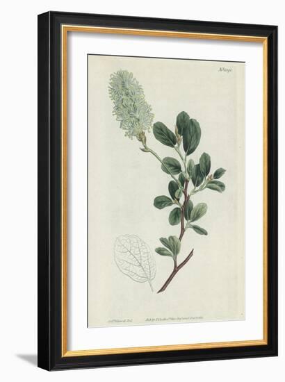 Botanical Engraving-Sydenham Teast Edwards-Framed Giclee Print