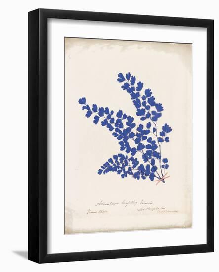 Botanical Fern III Blue Aged-Wild Apple Portfolio-Framed Art Print