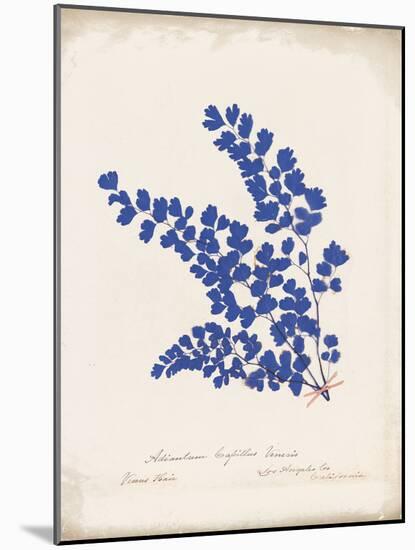 Botanical Fern III Blue Aged-Wild Apple Portfolio-Mounted Art Print