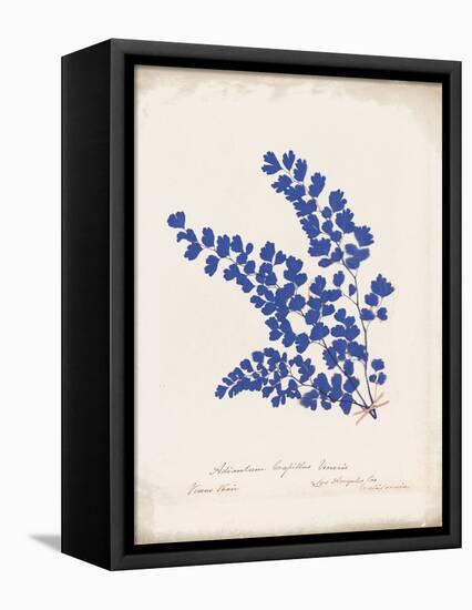 Botanical Fern III Blue Aged-Wild Apple Portfolio-Framed Stretched Canvas