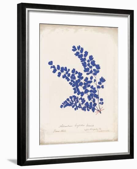 Botanical Fern III Blue Aged-Wild Apple Portfolio-Framed Art Print