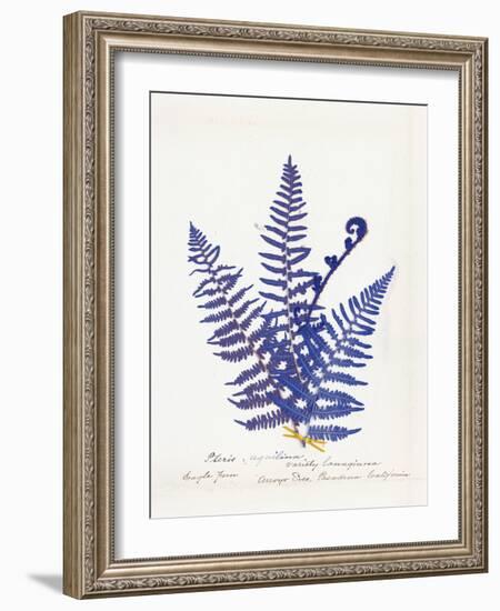 Botanical Fern IV Blue Light-Wild Apple Portfolio-Framed Art Print
