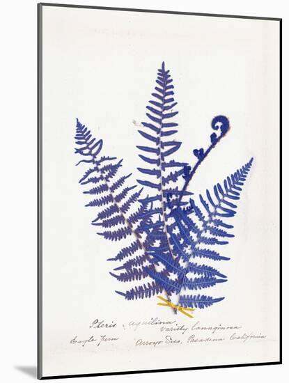Botanical Fern IV Blue Light-Wild Apple Portfolio-Mounted Art Print