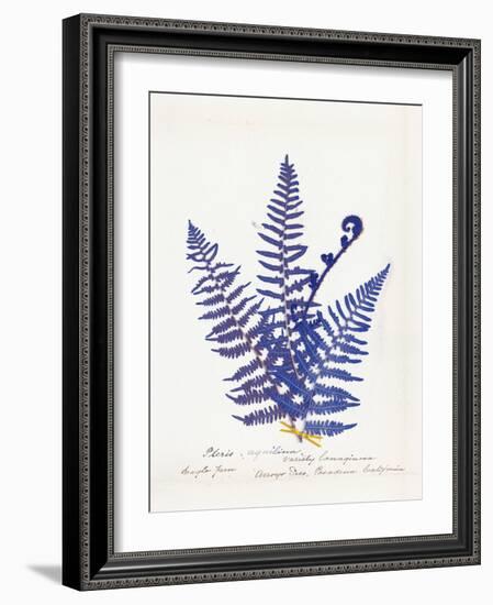 Botanical Fern IV Blue Light-Wild Apple Portfolio-Framed Art Print