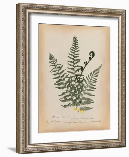Botanical Fern IV Mossy Green-Wild Apple Portfolio-Framed Art Print