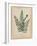 Botanical Fern IV Mossy Green-Wild Apple Portfolio-Framed Art Print