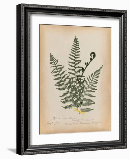 Botanical Fern IV Mossy Green-Wild Apple Portfolio-Framed Art Print