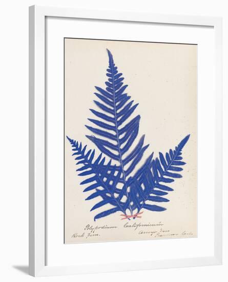 Botanical Fern XI Blue-Wild Apple Portfolio-Framed Art Print