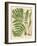 Botanical Ferns II-N. Harbick-Framed Art Print