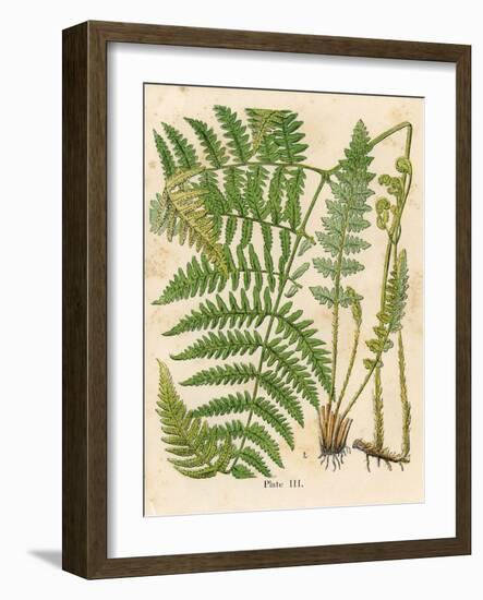 Botanical Ferns II-N. Harbick-Framed Art Print