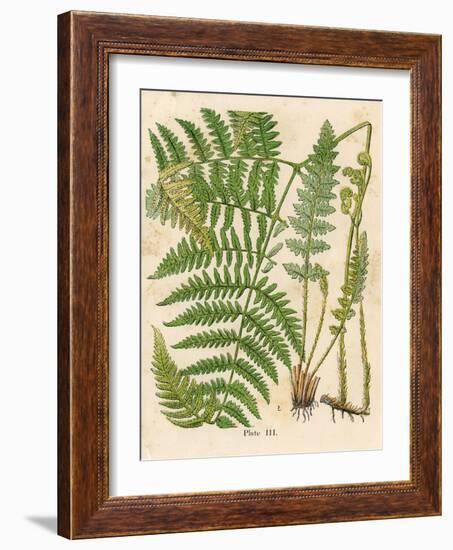 Botanical Ferns II-N. Harbick-Framed Art Print